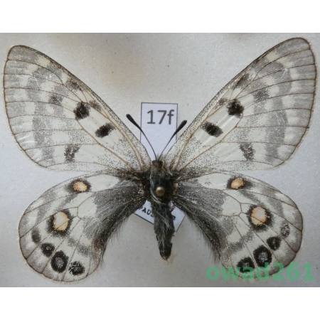 Parnassius cephalus subsp. micheli Weiss, 1992 female China17f